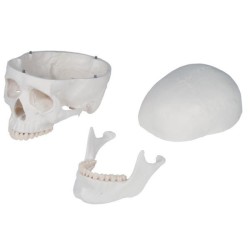 Squelette Standard Oscar Squelette Standard Oscar