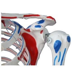 Squelette Norbert insertion et muscles Squelette Norbert insertion et muscles