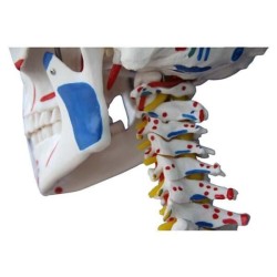 Squelette Norbert insertion et muscles Squelette Norbert insertion et muscles