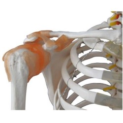 Squelette Norbert insertion et muscles Squelette Norbert insertion et muscles
