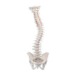 Colonne vertébrale flexible - avec bassin et support Colonne vertébrale flexible - avec bassin et support
