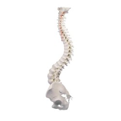 Colonne vertébrale flexible - avec bassin et support Colonne vertébrale flexible - avec bassin et support