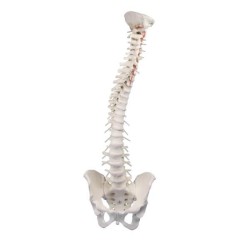 Colonne vertébrale flexible - avec bassin et support Colonne vertébrale flexible - avec bassin et support