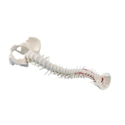 Colonne vertébrale flexible - avec bassin et support Colonne vertébrale flexible - avec bassin et support