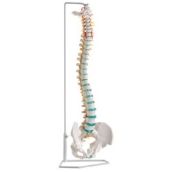 Colonne vertébrale flexible - avec bassin et support