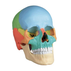 Crâne didactique couleur - 22 pièces