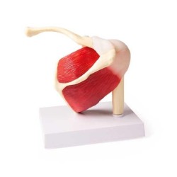 Articulation de l'épaule avec muscles Articulation de l'épaule avec muscles