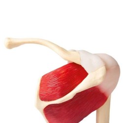 Articulation de l'épaule avec muscles Articulation de l'épaule avec muscles