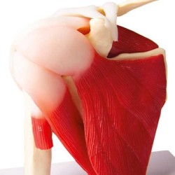 Articulation de l'épaule avec muscles Articulation de l'épaule avec muscles