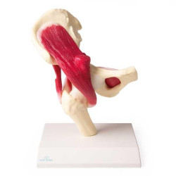 Articulation de la hanche avec muscles