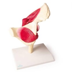 Articulation de la hanche avec muscles Articulation de la hanche avec muscles