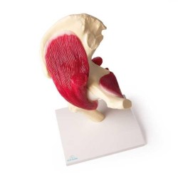 Articulation de la hanche avec muscles Articulation de la hanche avec muscles