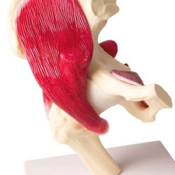 Articulation de la hanche avec muscles Articulation de la hanche avec muscles