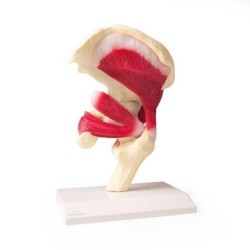 Articulation de la hanche avec muscles Articulation de la hanche avec muscles