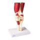 Articulation du genou avec muscles