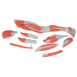 Muscles de la jambe - 9 parties Muscles de la jambe - 9 parties