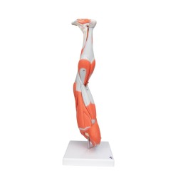Muscles de la jambe - 9 parties Muscles de la jambe - 9 parties