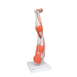 Muscles de la jambe - 9 parties Muscles de la jambe - 9 parties