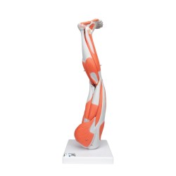 Muscles de la jambe - 9 parties Muscles de la jambe - 9 parties