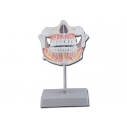 Dentition définitive avec mâchoire adulte inférieure et supérieure