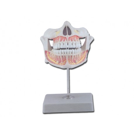 Dentition définitive avec mâchoire adulte inférieure et supérieure