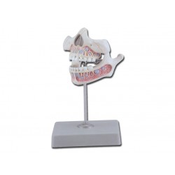 Dentition temporaire avec mâchoire inférieure et supérieure d'un enfant de 5 ans