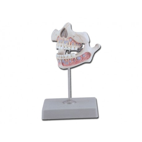 Dentition temporaire avec mâchoire inférieure et supérieure d'un enfant de 5 ans
