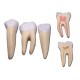 Set de 3 dents : Incisive, Canine, Molaire - 5 pièces - 10X