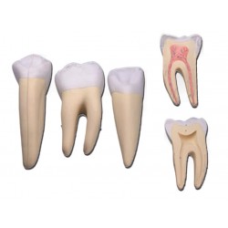 Set de 3 dents : Incisive, Canine, Molaire - 5 pièces - 10X