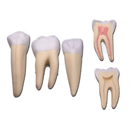 Set de 3 dents : Incisive, Canine, Molaire - 5 pièces - 10X