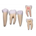 Set de 3 dents : Incisive, Canine, Molaire - 5 pièces - 10X